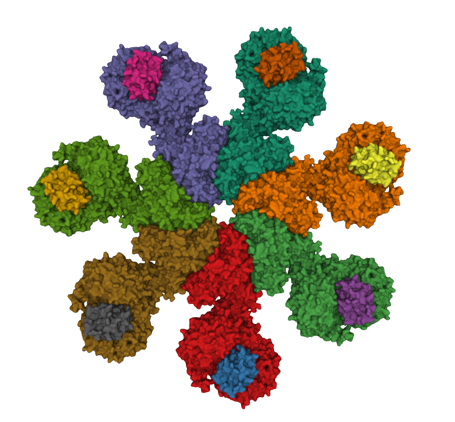 Apaf-1 Apoptosome